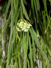 Hoya linearis (4)