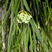 Hoya linearis (4)