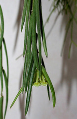 Hoya linearis (5)