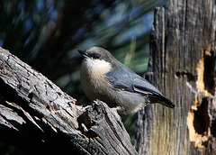 Pygmy Nuthatch