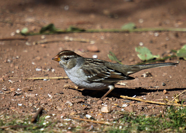 1st Winter White-Crowned Sparrow