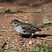 1st Winter White-Crowned Sparrow