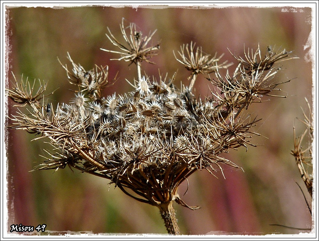 FLEUR en graines .