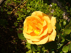 Yellow rose !