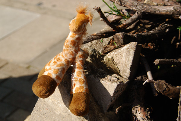 Lost giraffe