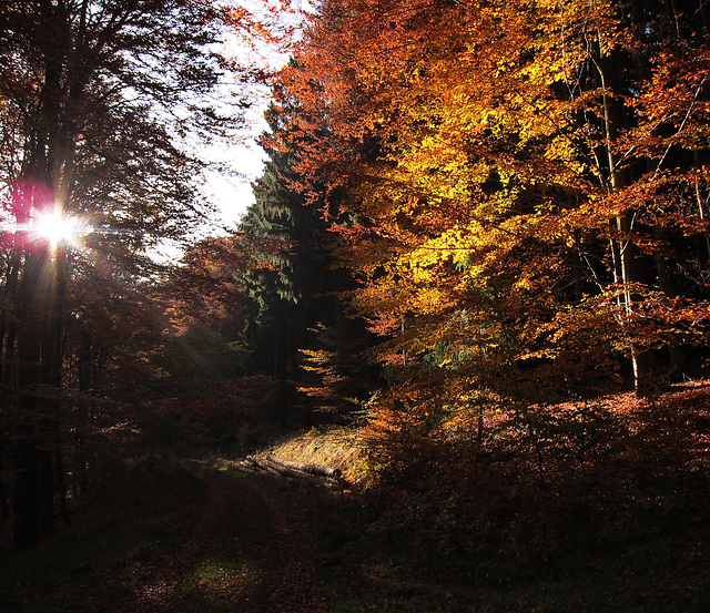 mit Buchen und gegen die Sonne