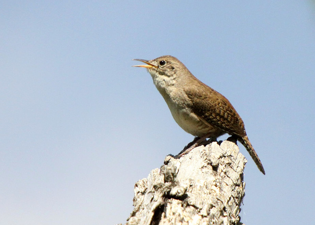 House Wren