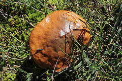 Bolet jaune - Nonnette voilée-Suillus luteus (3)