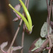 Ceropegia woodii DSC 0012