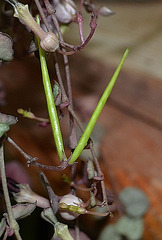 Ceropegia woodii DSC 0013