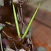 Ceropegia woodii DSC 0013