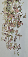 Ceropegia woodii DSC 0018