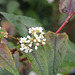 Persicaria microcephala 'Red Dragon' DSC 0022