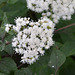 Eupatorium rugosum 'chocolate' DSC 0025