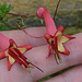 Phygelius capensis DSC 0027