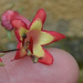 Phygelius capensis DSC 0030