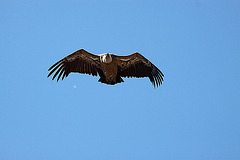 20120518 0502RAw [E] Gänsegeier (Gyps fulvus), Monfragüe, Parque Natural, Extremadura
