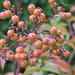 Nandina domestica DSC 0035