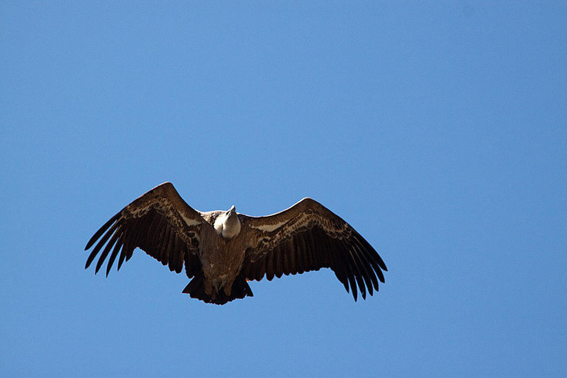 20120518 0507RAw [E] Gänsegeier (Gyps fulvus), Monfragüe, Parque Natural, Extremadura