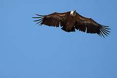 20120518 0509RAw [E] Gänsegeier, Monfragüe