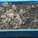 Orostachys bohemeri DSC 0036