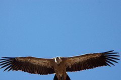 20120518 0514RAw [E] Gänsegeier, Monfragüe