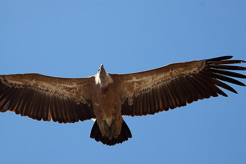 20120518 0519RAw [E] Gänsegeier (Gyps fulvus), Monfragüe, Parque Natural, Extremadura