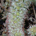 Orostachys bohemeri DSC 0038