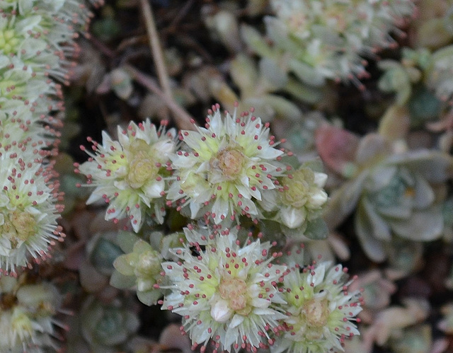 Orostachys bohemeri DSC 0042