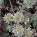 Orostachys bohemeri DSC 0042