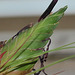 Tillandsia punctulata DSC 0043