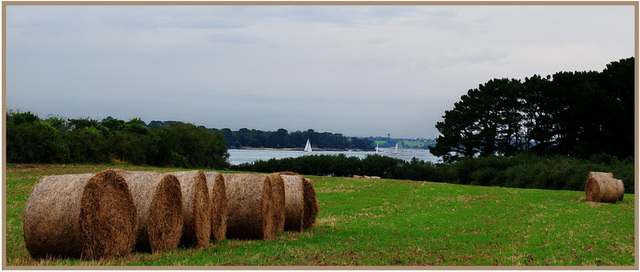 ....les vaches regardent bien.....passer les trains...!