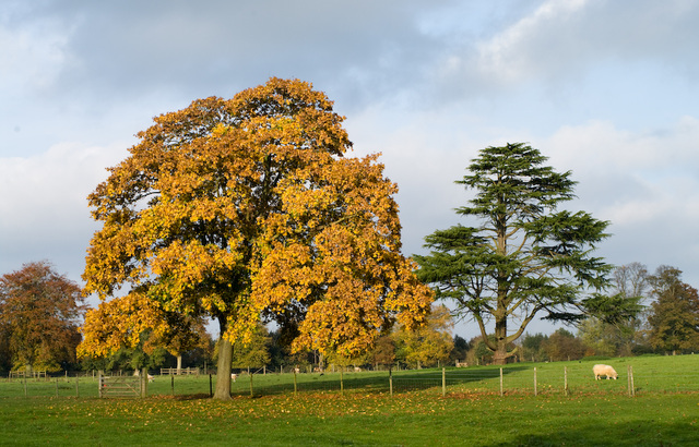 Autumn comes to Lamer