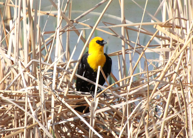 Yellow-Headed Blackbird