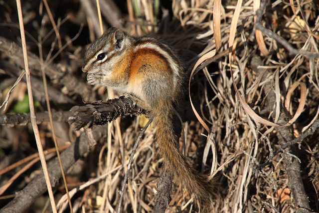 Chipmunk