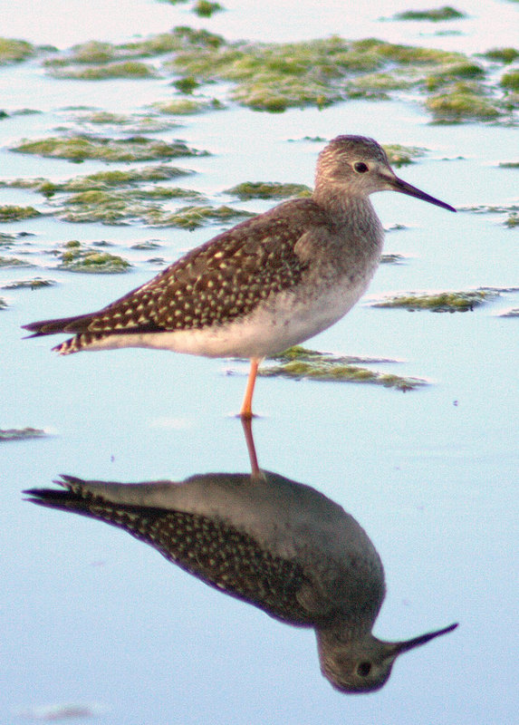 Lesser Yellowlegs