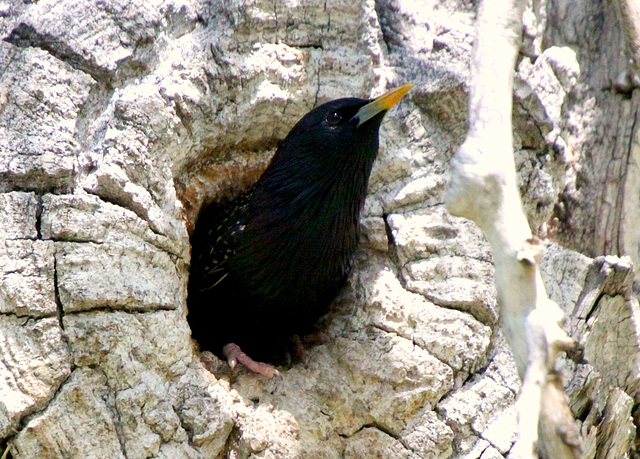 European Starling Exiting Nest Cavity