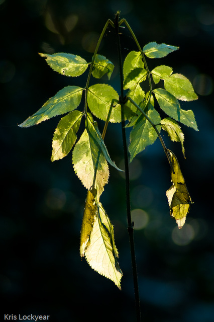 sunny leaves