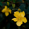 Yellow flower