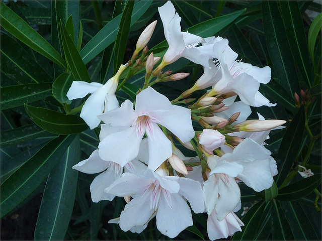 Flores de laurel