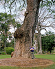 Kris and a big tree