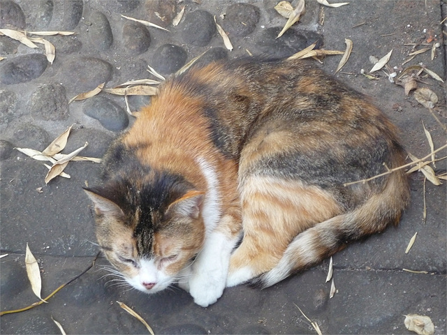 Romana duerme en el patio