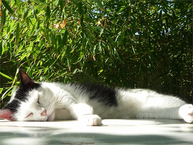 Pando durmiendo