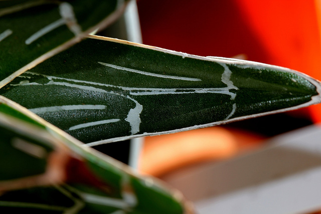 Agave victoria-reginae