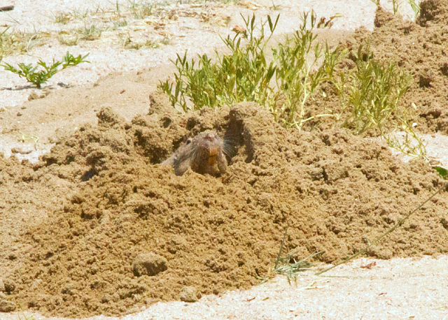 Plains Pocket Gopher (Geomys bursarius)