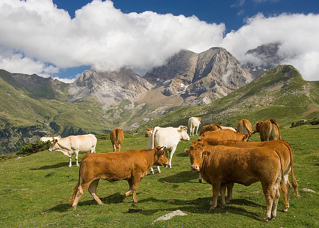 Cows Enjoying the View