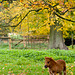 Autumn Ponies (3)