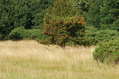 Tooting Bec Common