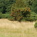 Tooting Bec Common