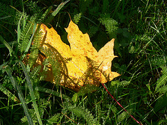 Goldenes Herbstblatt